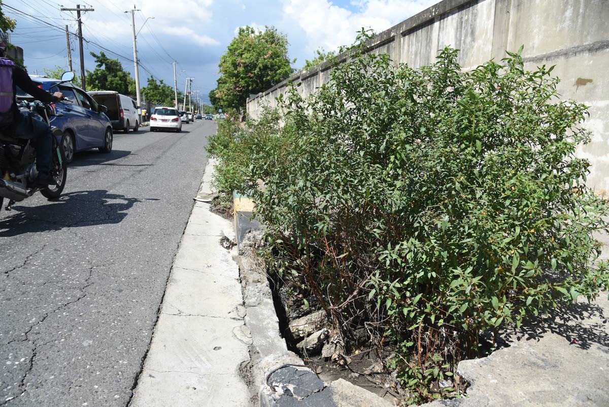 Trees growing out of open drains along Slipe Pen Road in Kingston.