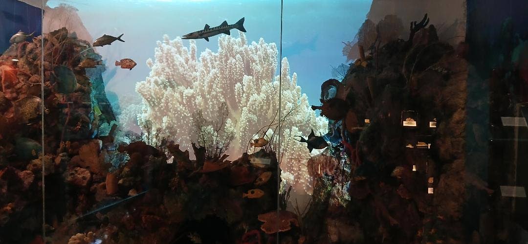 The ‘aquarium’ is the piece de resistance inside the Natural History Museum of Jamaica Exhibition Gallery.