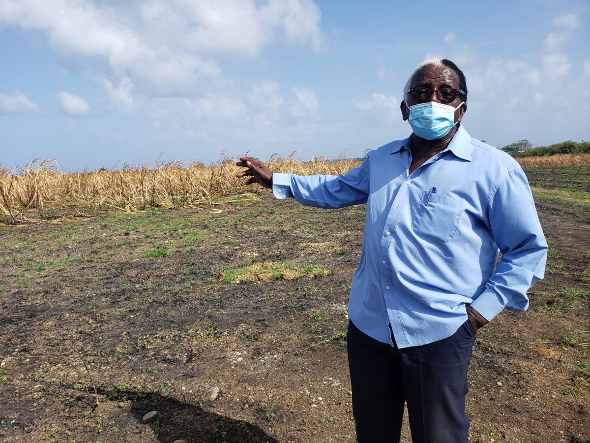
Pearnel Charles Sr showing the extent of the damage to his cane field in Old Pera, St Thomas, in 2021. Charles claimed that he lost hundreds of acres of sugar cane to arsonists over a disputed property.