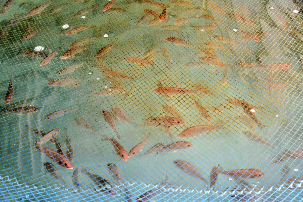Red Snapper fingerlings which are ready to be transferred to the bigger sea cages, swim around in smaller plastic drums at the National Fisheries Authority Bowden Bay Mariculture Research Facility in St Thomas. 
