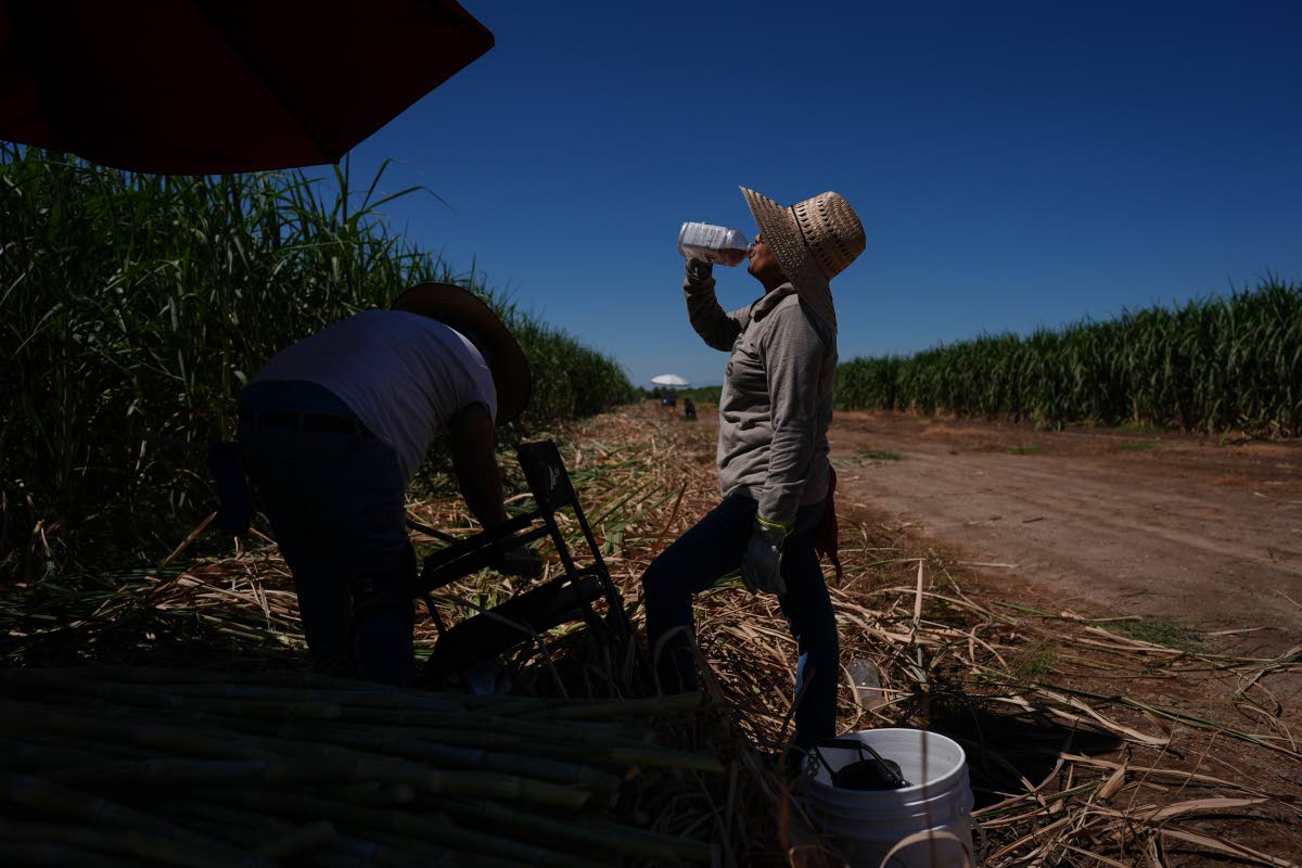 Petrona Romero (right) drinks an electrolyte beverage while working alongside her husband, Cristino, in a sugarcane field in Niland, California, on September 11, 2025.