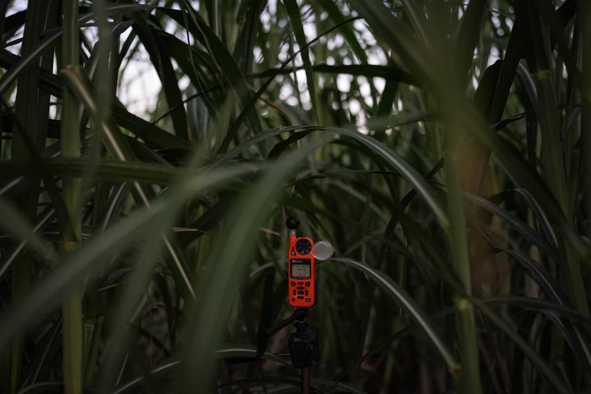 An environmental monitor is placed in a sugarcane field to collect environ-mental data in Niland, California, on September 11, 2025.