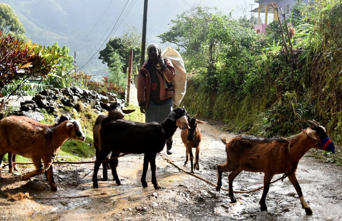 In this file photo goat farmer Patricia Gordon is seen with her goats in the Blue Mountains. 
