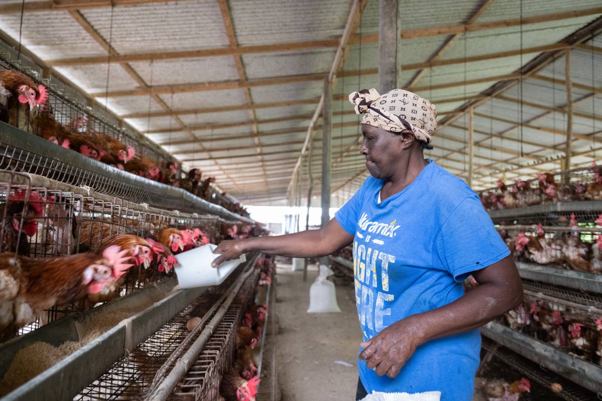 Patricial Stewart feeds the chickens in one of three henhouses at the Golden Egg Farm in St Mary on Monday.