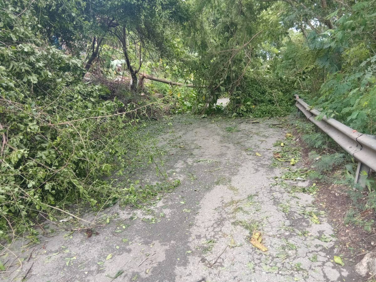 Fallen trees block a roadway in Damhead district, near the Bog Walk Gorge, following the passage of Hurricane Melissa.
