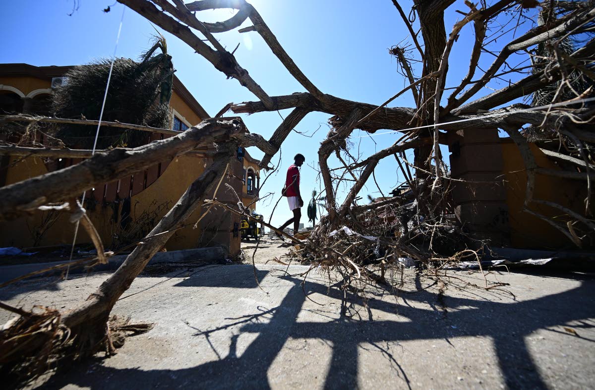 A man passes a fallen tree on a property along Crane Road in Black River, St Elizabeth.