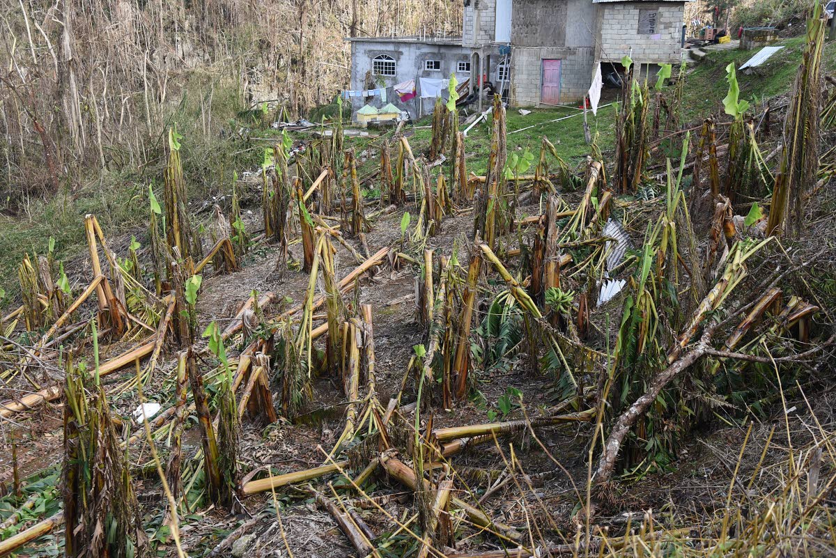A banana and plantain field in Elderslie, St Elizabeth, that was wiped out by Hurricane Melissa.