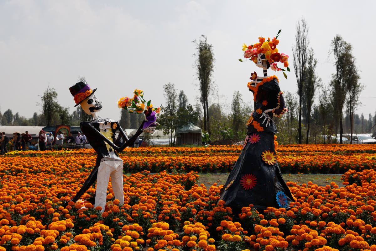 Catrina sculptures stand in a field of cempasúchil flowers in San Luis Tlaxialtemalco on the outskirts of Mexico City.