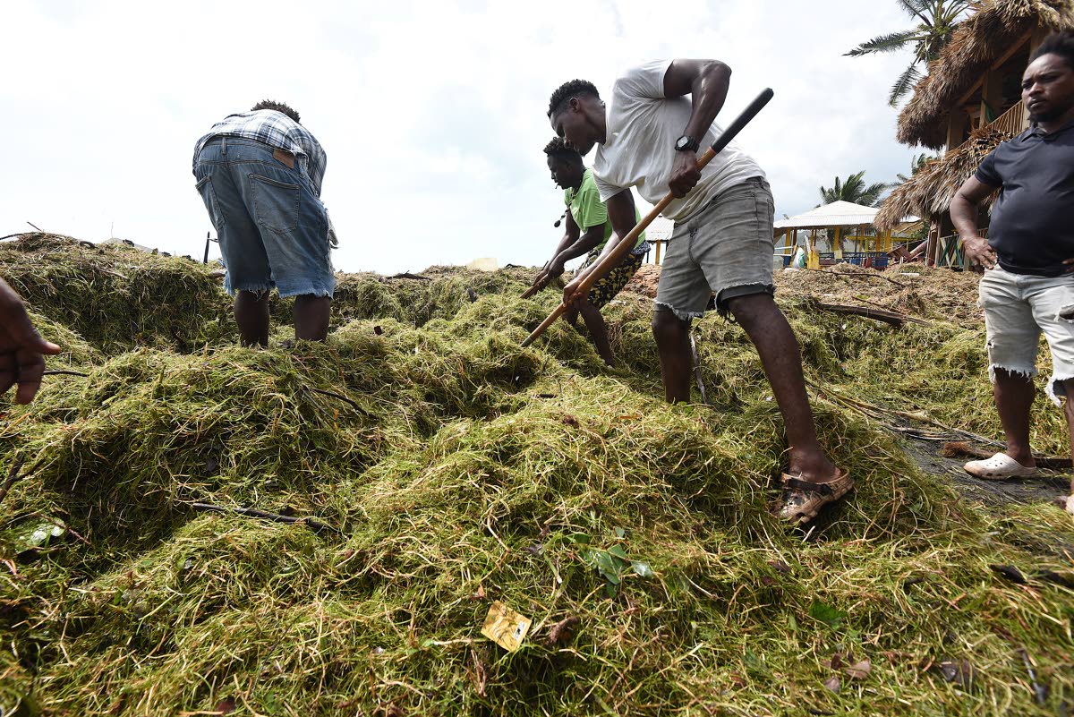 Volunteers remove metres-high seaweed that washed ashore at the Little Ochie Seafood Restaurant in Alligator Pond during the passage of Hurricane Melissa.