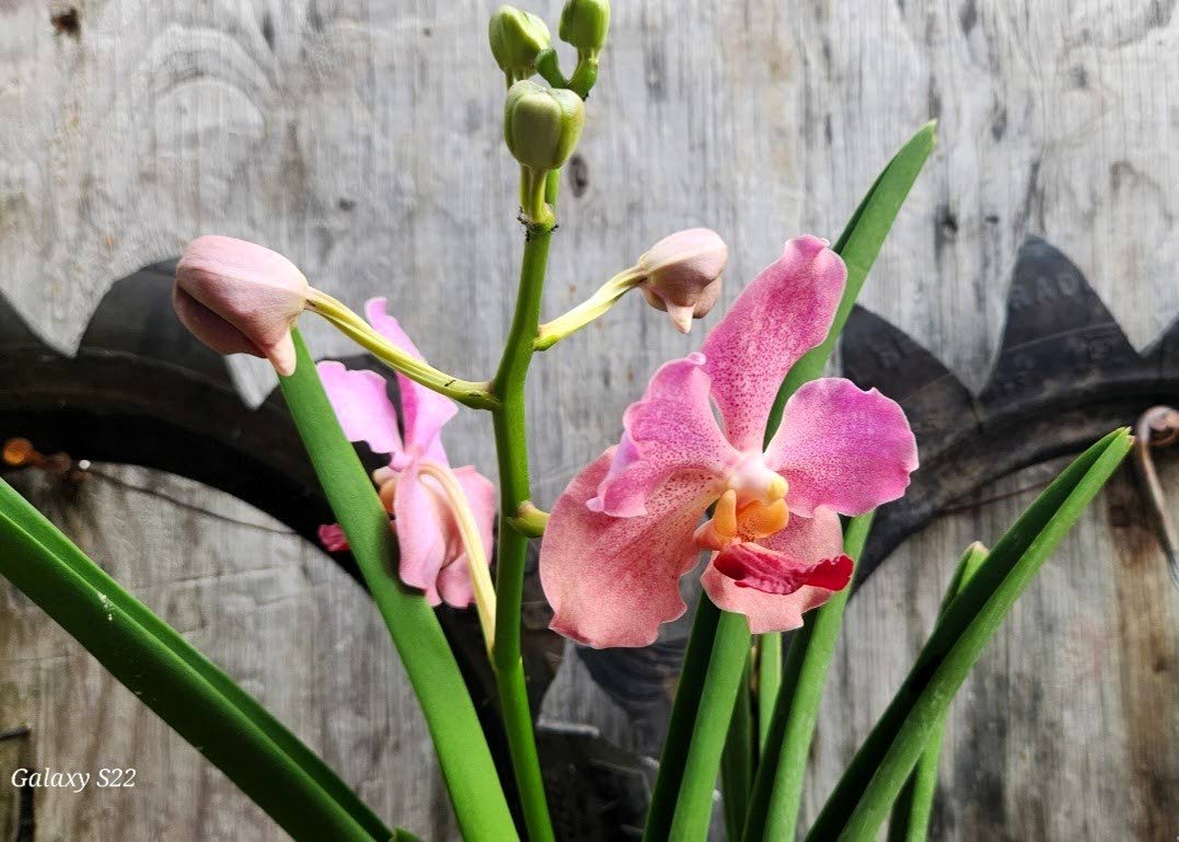 Orchid blooms at home