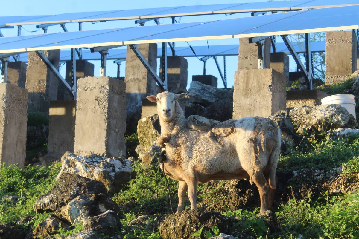 Keith R. Wedderburn’s solar panels have been replaced after Hurricane Melissa blew them away.