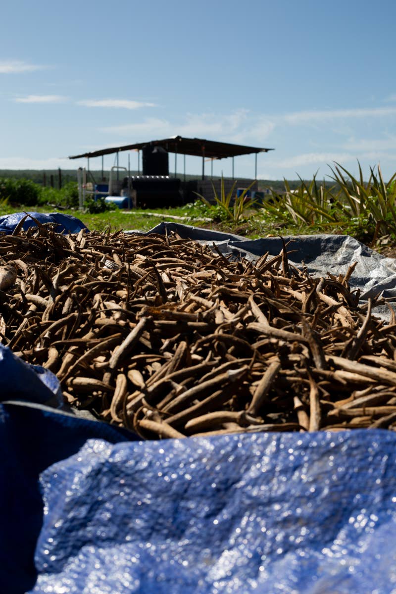 Waterlogged okra from Hurricane Melissa being dried to reuse seeds for replanting at LD Promise Farms.