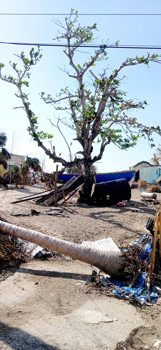 One of the few trees left standing on the beach area at  Parottee, St Elizabeth after Hurricane Melissa.