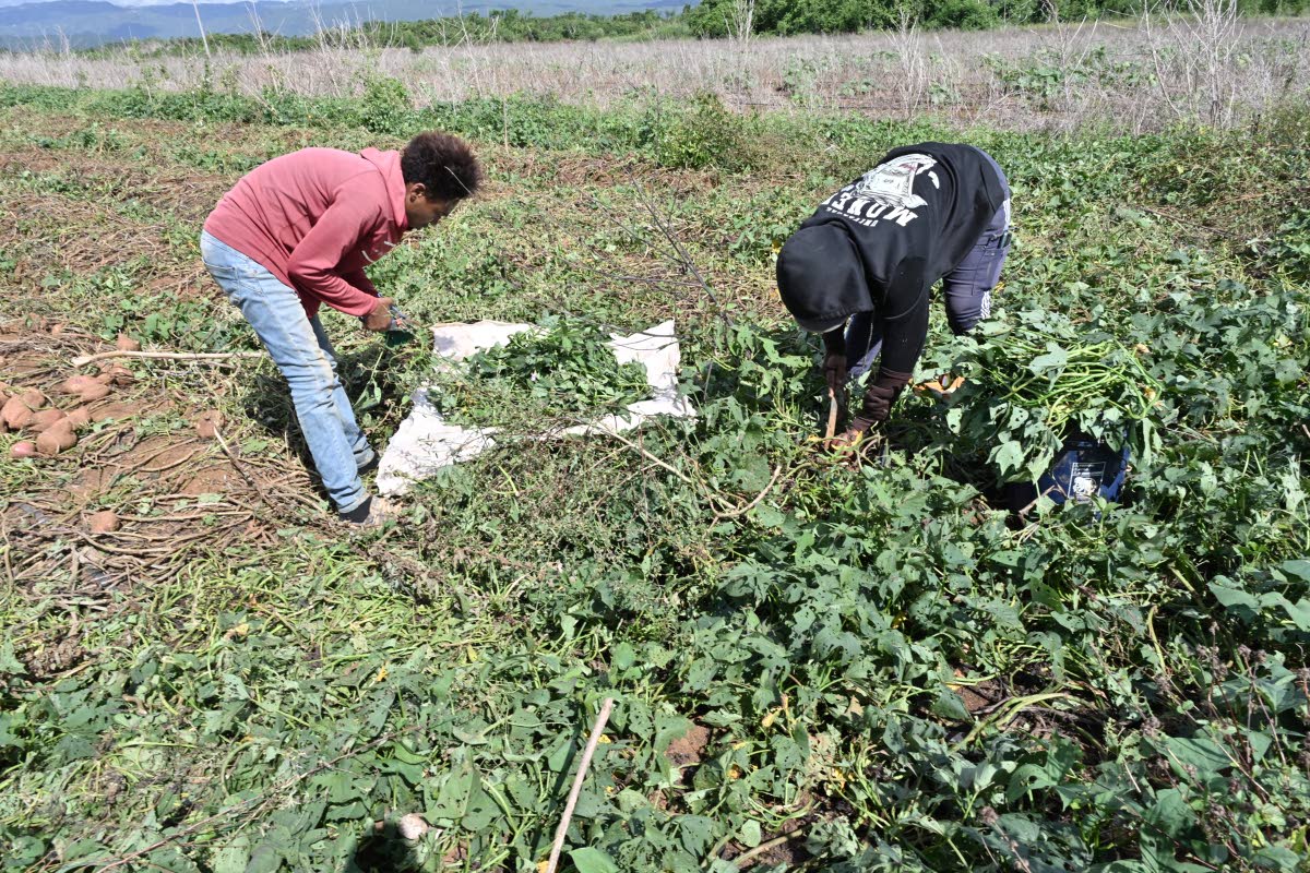 Sweet potato farmers in the Spring Plains agro park in Clarendon check on their crop during a visit by The Sunday Gleaner.