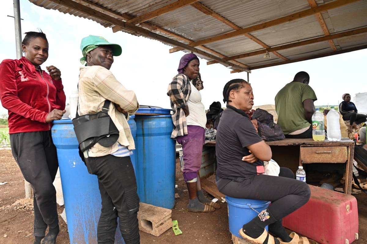 Sweetcorn farmers on a break on ESL Farm in Spring Plains, Clarendon, during a Sunday Gleaner visit.