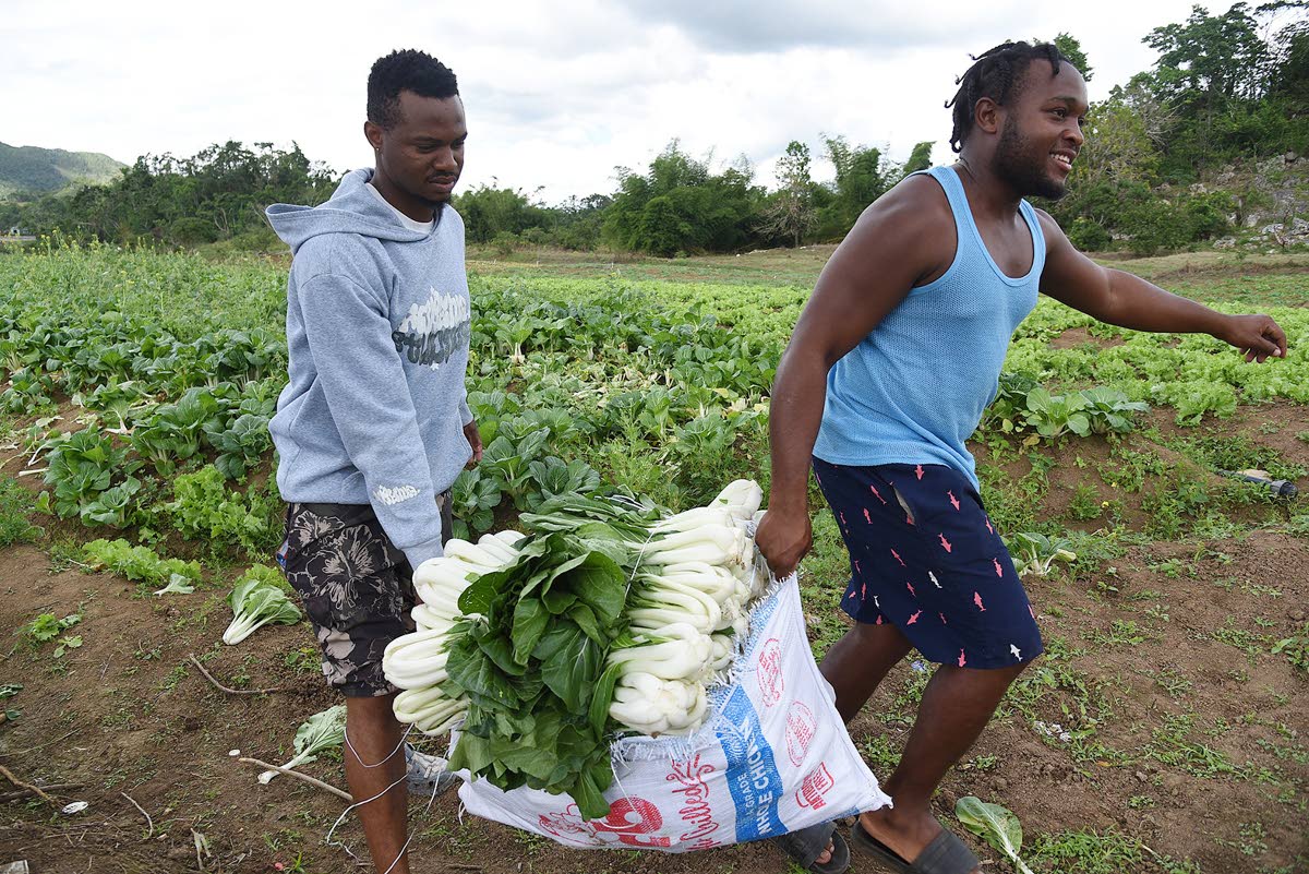
Pak choi being carried from a field in Bog Hole, Clarendon, ready for the market.