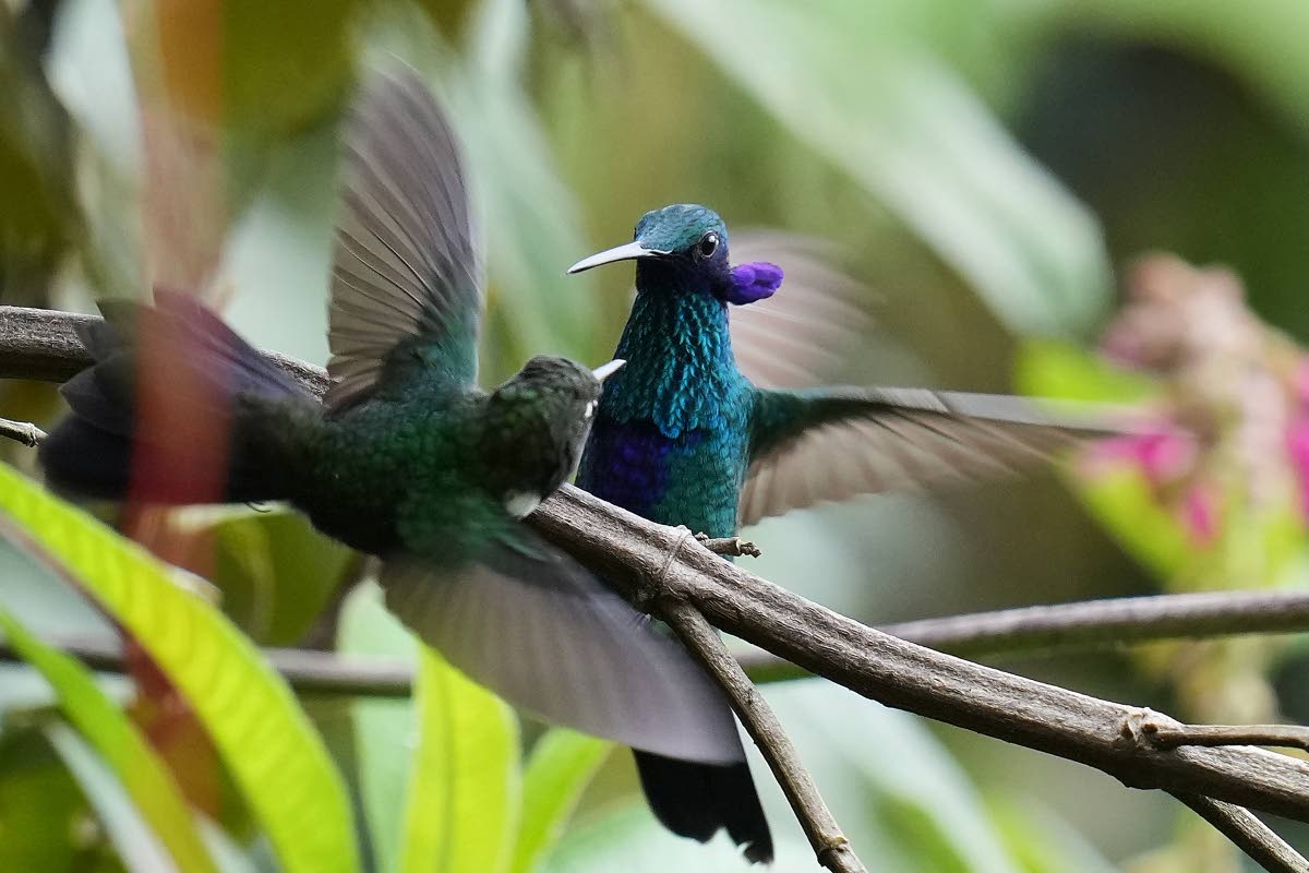 Sparkling Violetear hummingbirds flutter at the Yanacocha Reserve in Nono, Ecuador.