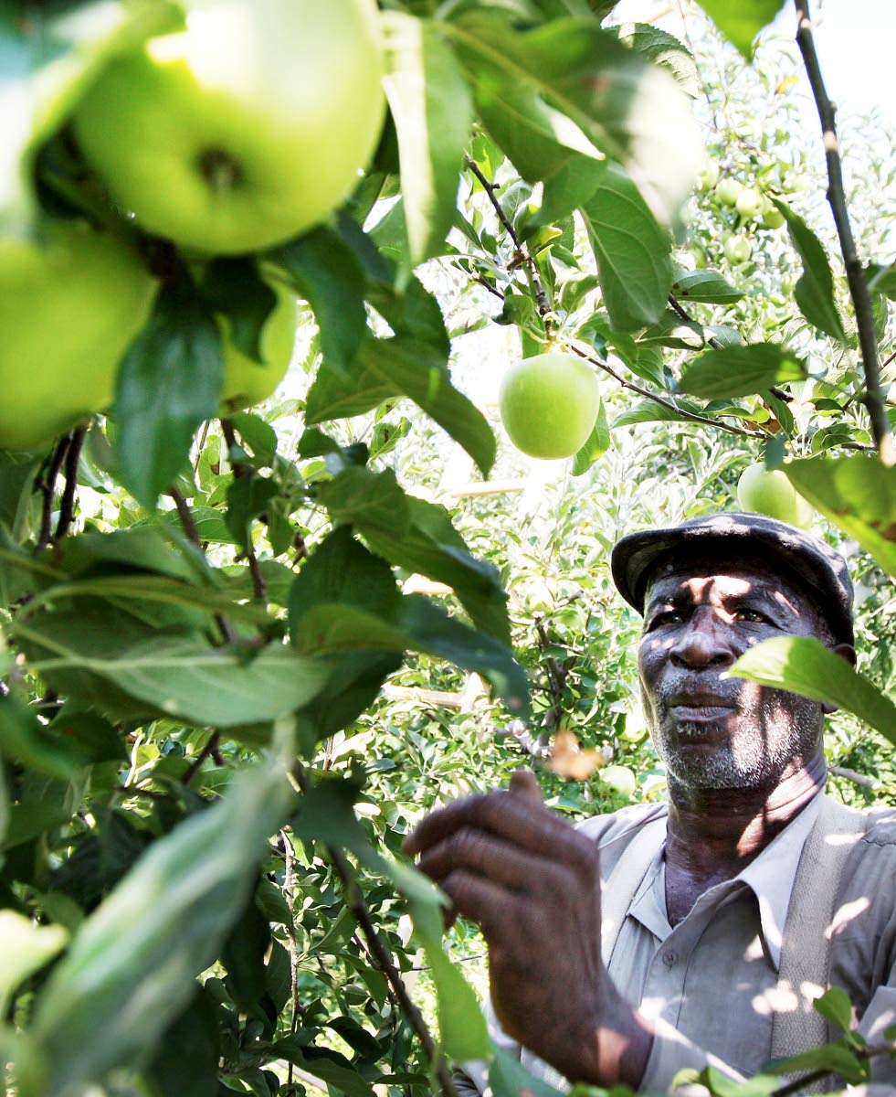 
Migrant farm worker Livingston Virgin, of Jamaica, picks golden delicious apples in August 2012 at Marker-Miller Orchards west of Winchester, Virginia.