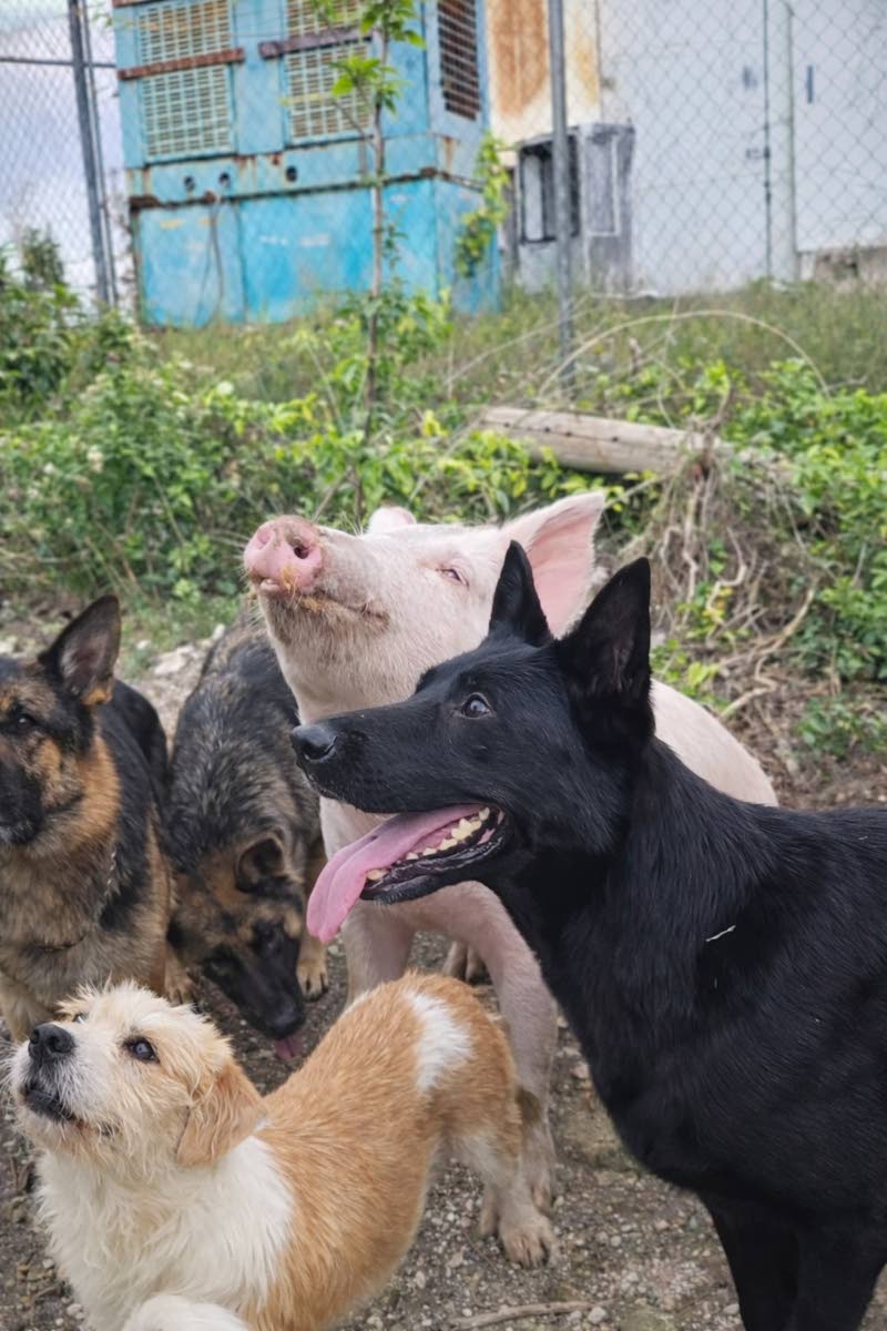 Donald the pig and some of Kevorn Ellis’ dogs waiting to be fed peanut butter.