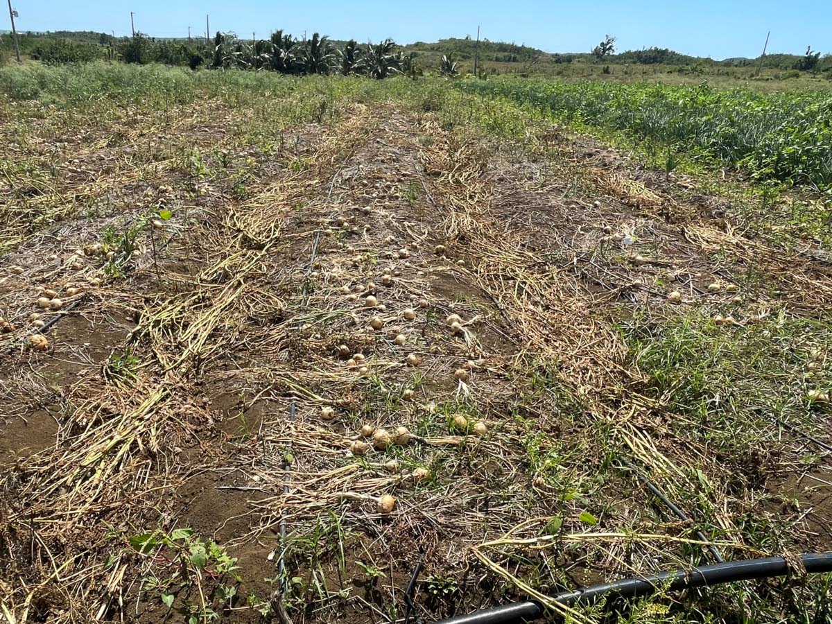 A section of Andre Dyer’s five-acre onion farm in Mountainside, St Elizabeth.