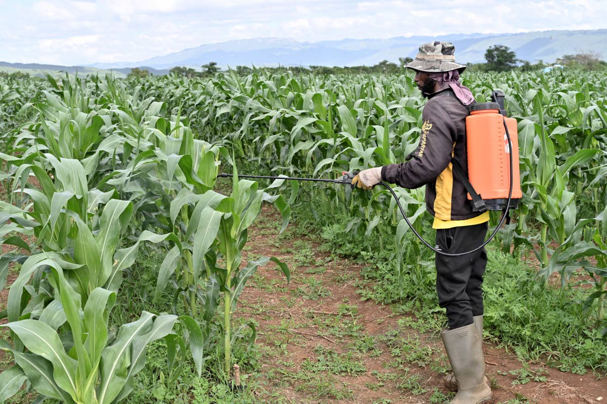  Jamaica’s farmers are mostly low-skilled, mostly working small plots, using low technology.