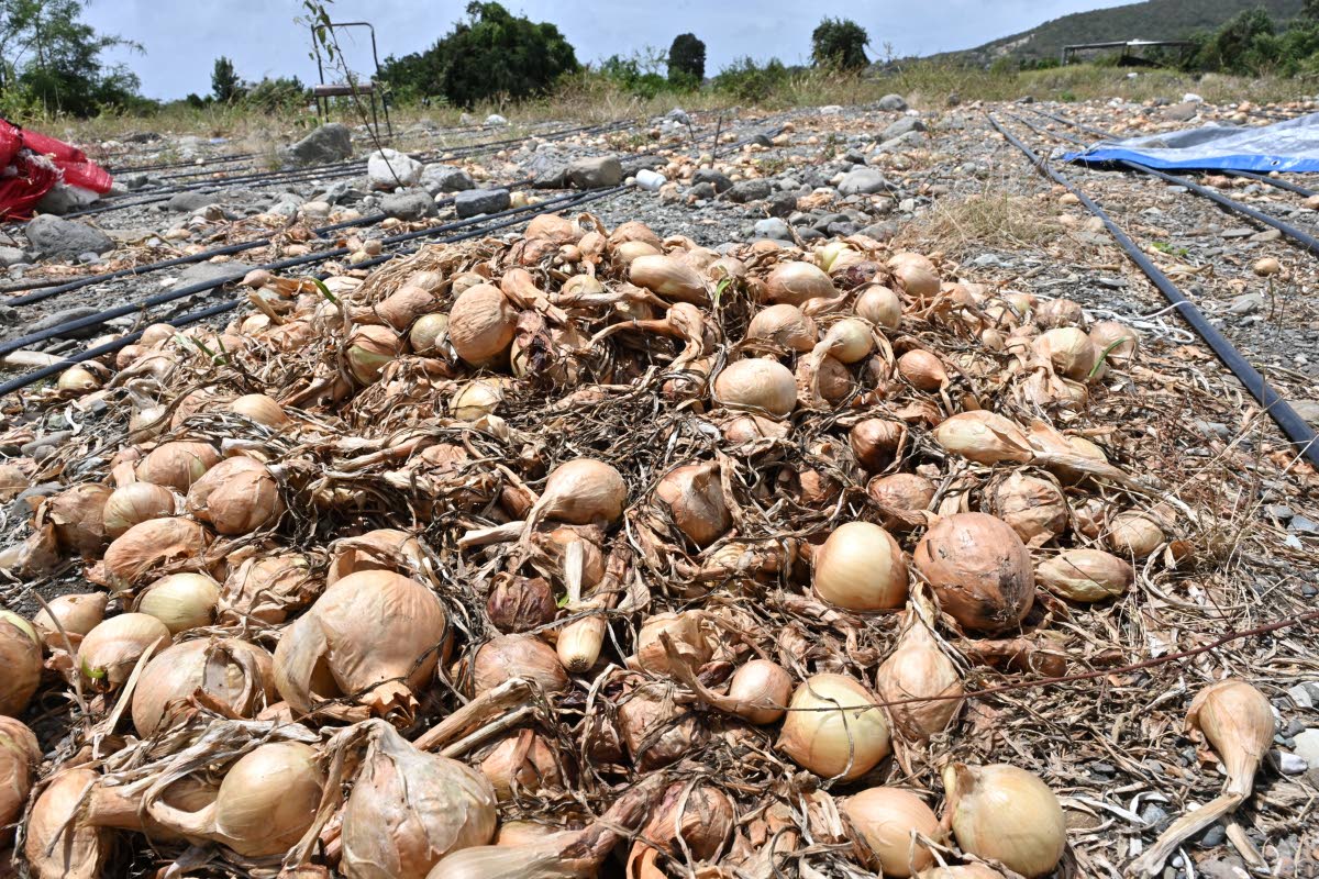 A farm in Jamaica grappling with with spoilage. -File photo