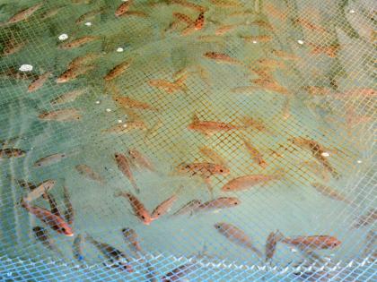 Red Snapper fingerlings which are ready to be transferred to the bigger sea cages swim around in smaller plastic drums at the National Fisheries Authority's   Bowden Bay Mariculture Research Facility in St Thomas on Monday October 13. 