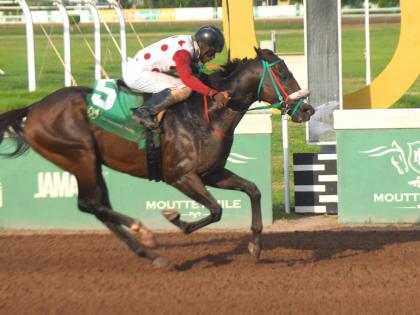 IS THAT A FACT, ridden by Shavon Townsend, wins the three-year-old and upwards graded Thoroughbred Racing Hall-of-Fame Stakes Trophy over six furlongs at Caymanas Park on July 13, 2024.