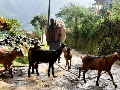In this file photo goat farmer Patricia Gordon is seen with her goats in the Blue Mountains. 