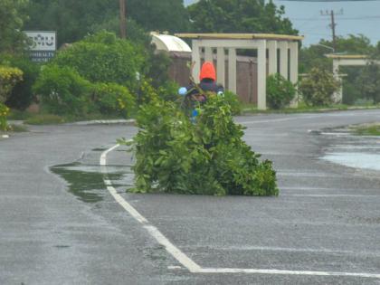 A resident of Port Royal toting a plant to tend to animals, October 27, 2025, as Hurricane Melissa was approaching Jamaica.