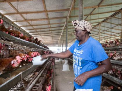 Patricial Stewart feeds the chickens in one of three henhouses at the Golden Egg Farm in St Mary on Monday.