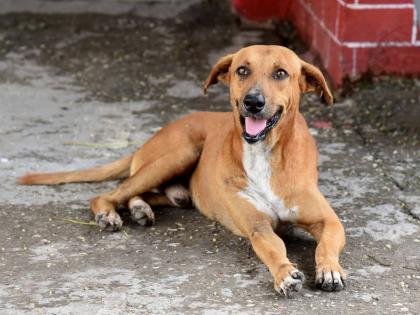 International animal rights group PETA has urged Jamaicans to watch for animals in trouble.