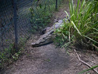 Female crocodile, Xena, keeps a careful watch over her nest at the Holland Bay Crocodile Sanctuary in St Thomas.

 