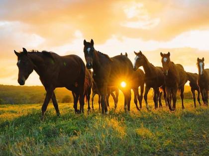 An image of horses on the once-beautiful Orange Valley Estates Limited.