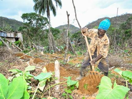Leroy Blake, a round leaf yam and livestock farmer from Whitby district in Williamsfield, Manchester, uses his fork to dig a yam hill on November 6. He is beginning to replant his two-acre field following the devastation caused by of Hurricane Melissa, whe