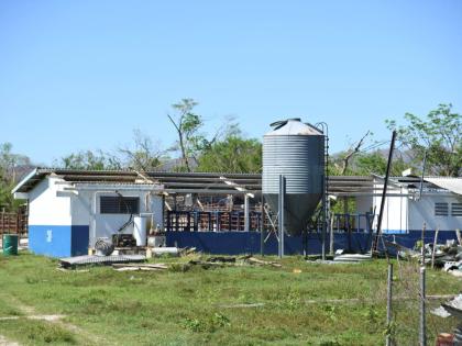 
Damage sustained by Sydney Pagon STEM Academy’s agricultural farm during the passage of Hurricane Melissa in Elim district, St Elizabeth.