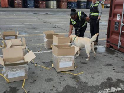 A canine and its handler conduct real-life search at the port as trainer Colonel (Ret) Chavez looks on. 