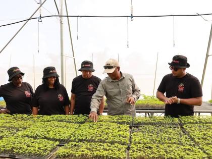 Luke Lee (second right), director of Gen Paradise farm, leads the Golden Krust executive team through his greenhouse, which withstood Hurricane Melissa. With him (left to right) are Orlean Lunan-Dowe, executive director of restaurant operations; Jacqueline