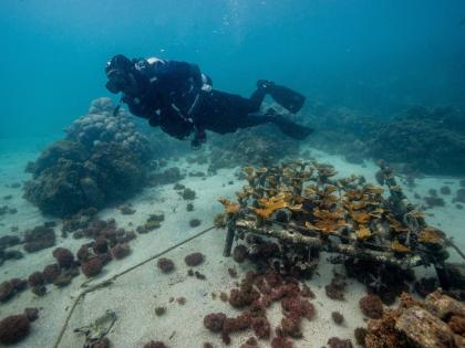 Michael del Rosario, environmental education coordinator at Fundemar, checks the Acropora palmata or elkhorn coral nursery in Bayahibe, Dominican Republic.