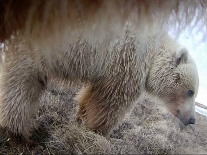 This undated image provided by Washington State University in January 2026, made from a video taken from a grizzly bear’s collar camera, shows another grizzly bear on the tundra of Alaska’s North Slope.