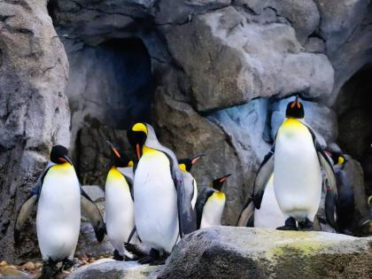 Penguins hanging out at Calgary Zoo, Calgary, Canada