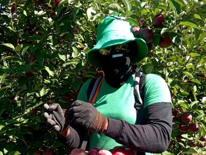 Maria Peart, a participant in the Canadian Farm Work Programme.