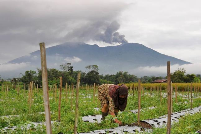 A woman works on her field as Mount Marapi spews volcanic materials during its eruption in Agam, West Sumatra, Indonesia in 2023. 