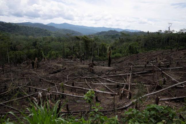 
Cut down trees lie within view of the Cordillera Azul National Park, seen in the background near Chambira community, in Peru’s Amazon, October 3, 2022.
