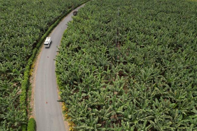 In this August 15, 2023 photo, cars pass through the middle of a banana farm in Los Rios, Ecuador, which provides about 30 per cent of the world’s supply.