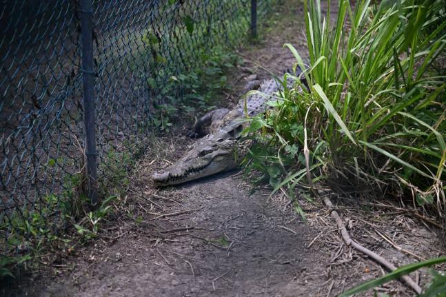 Female crocodile, Xena, keeps a careful watch over her nest at the Holland Bay Crocodile Sanctuary in St Thomas.

 