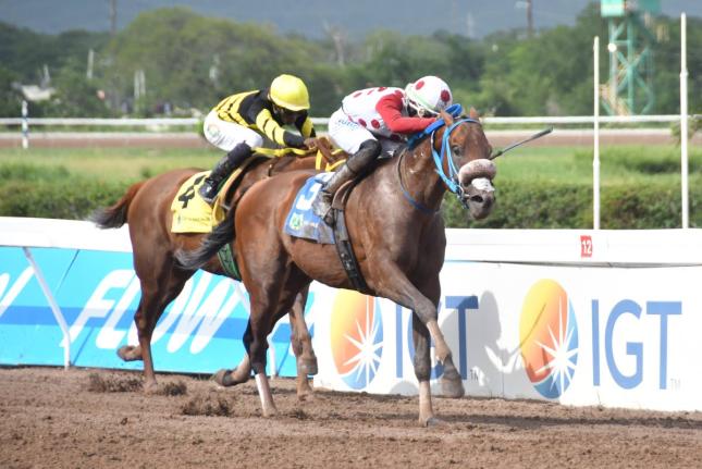 FUNCAANDUN (right), ridden by Tevin Foster, wins The Distinctly Irish Trophy ahead of ATOMICA (Omar Walker) at Caymanas Park on Saturday, August 24, 2024.  