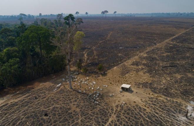 Cattle graze on land burned and deforested by cattle farmers near Novo Progresso, Para state, Brazil.