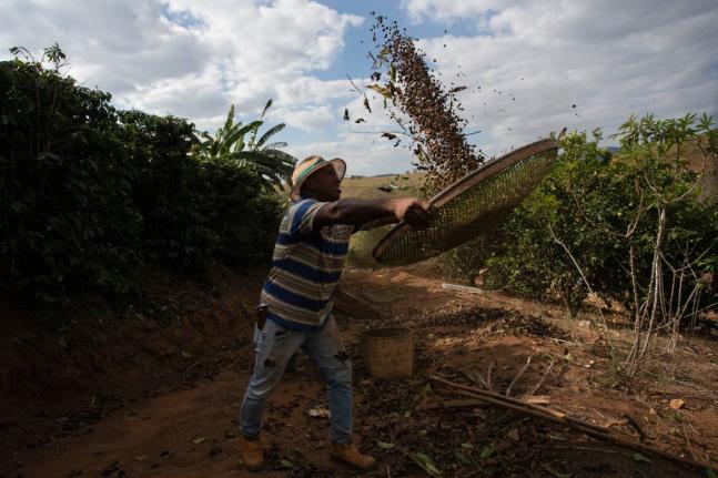 Coffee producer Jose Natal da Silva sifts coffee beans on his farm in Porciuncula, Rio de Janeiro state, Brazil, July 17, 2025.