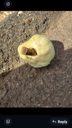 The National Water Commission released a photo it says shows a water distribution valve in Alligator Pond blocked with foam. The commission says it is one of several cases of "illegal tampering" identified in the area.